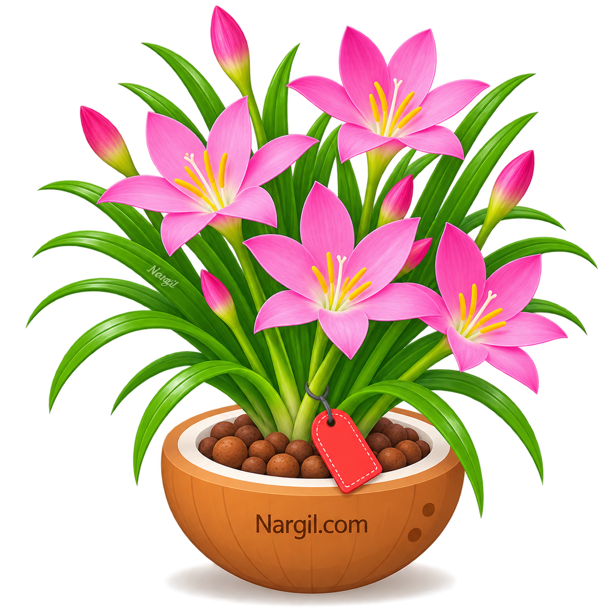 Nargil_Zephyranthes Robusta